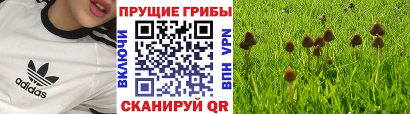Псилоцибиновые грибы прущие грибы  Энгельс 